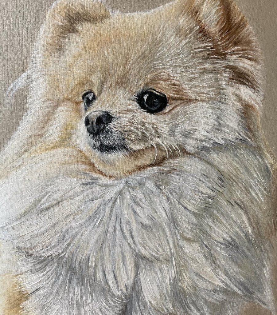 Retratos de mascotas Pomerania por encargo